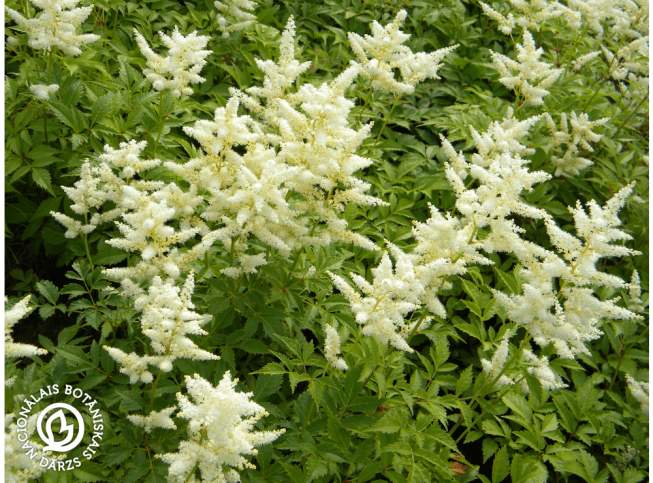 Astilbe japonica   'Deutschland'